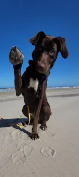Huhn mit Süßkartoffel, Karotte und Apfel (im Glas)