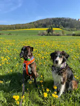 getrocknetes Hühnchen-Menü