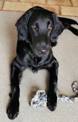 Rind mit Süßkartoffel, Apfel und Brokkoli (im Glas)