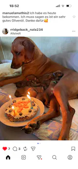 Pute mit Süßkartoffel, Spinat und Apfel (im Glas)