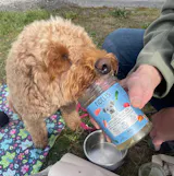 Pferd mit Süßkartoffel, Karotte und Blaubeeren (im Glas)