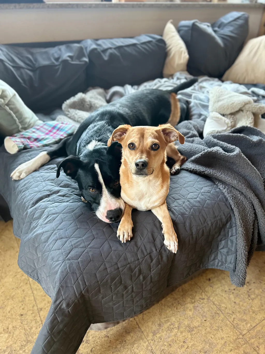 fidelis.dog | Reviews on Judge.me