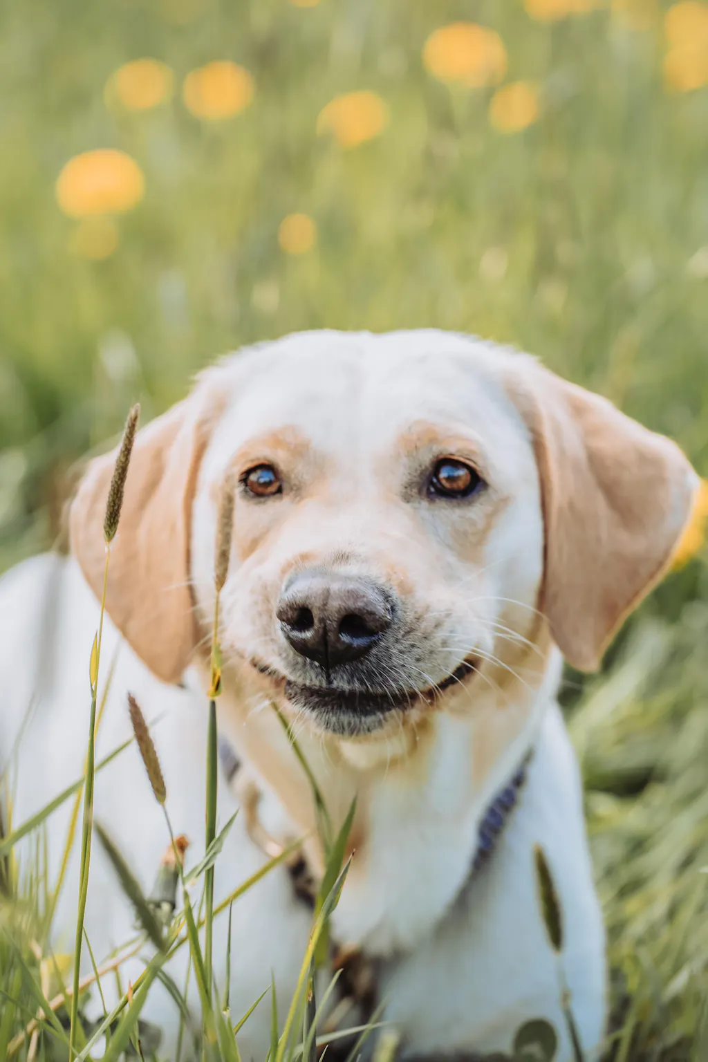fidelis.dog | Reviews on Judge.me