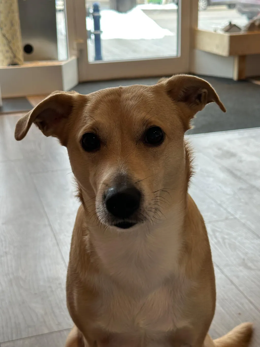 fidelis.dog | Reviews on Judge.me