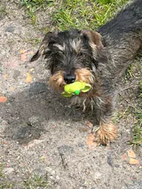 Trainingsknöchelchen Pute (100g)