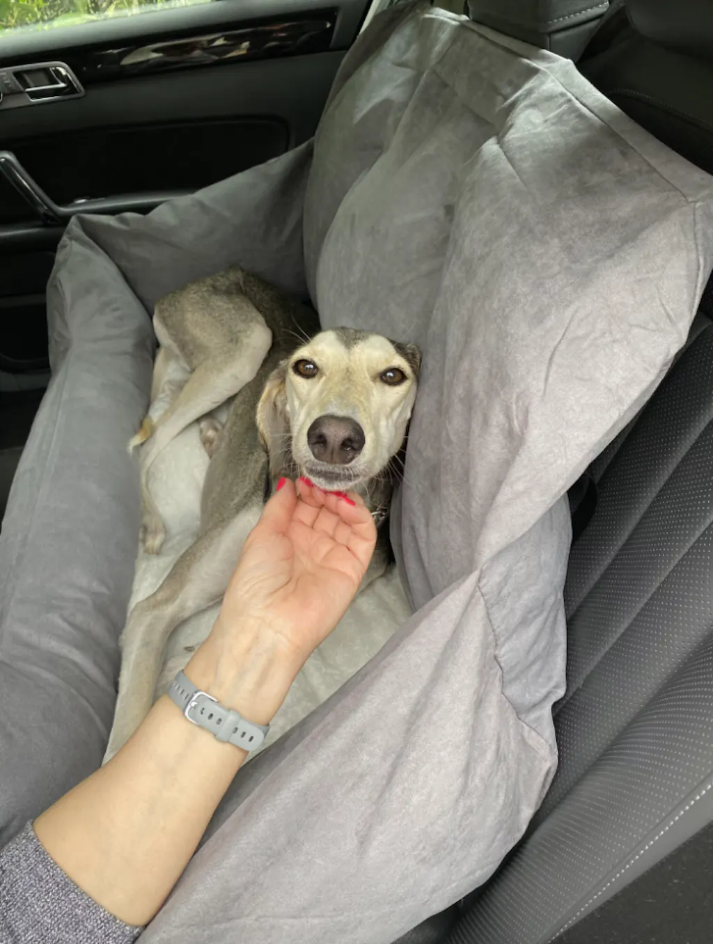 Recensione Seggiolino per Cani Impermeabile Fissato ai Sedili di Carmen G.