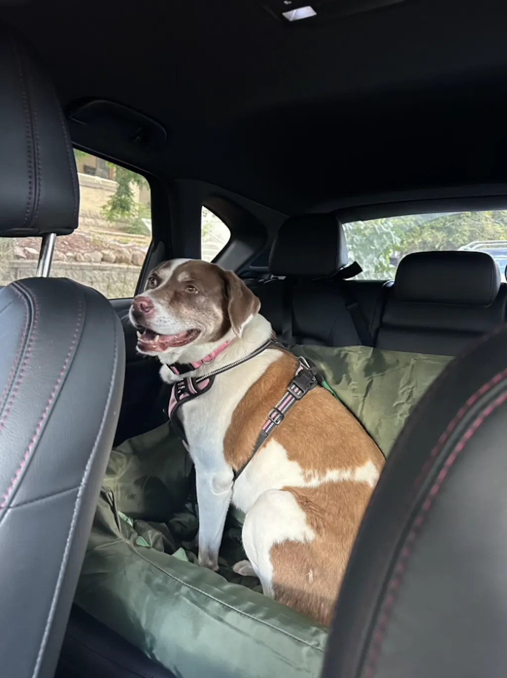 Recensione Seggiolino per Cani Impermeabile Fissato ai Sedili di Lorena R.