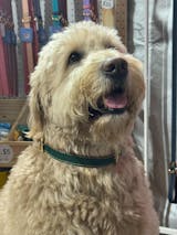 Vegan Leather Dog Collar - Jungle Green