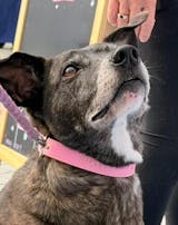 Vegan Leather Leash - Sweet Pink