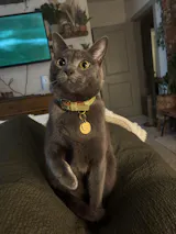 Vegan Leather Cat Collar - Olive Green