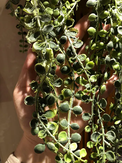 Senecio Erbsenpflanze Knstlich - Knstliche Pflanzen | Finestgreen
