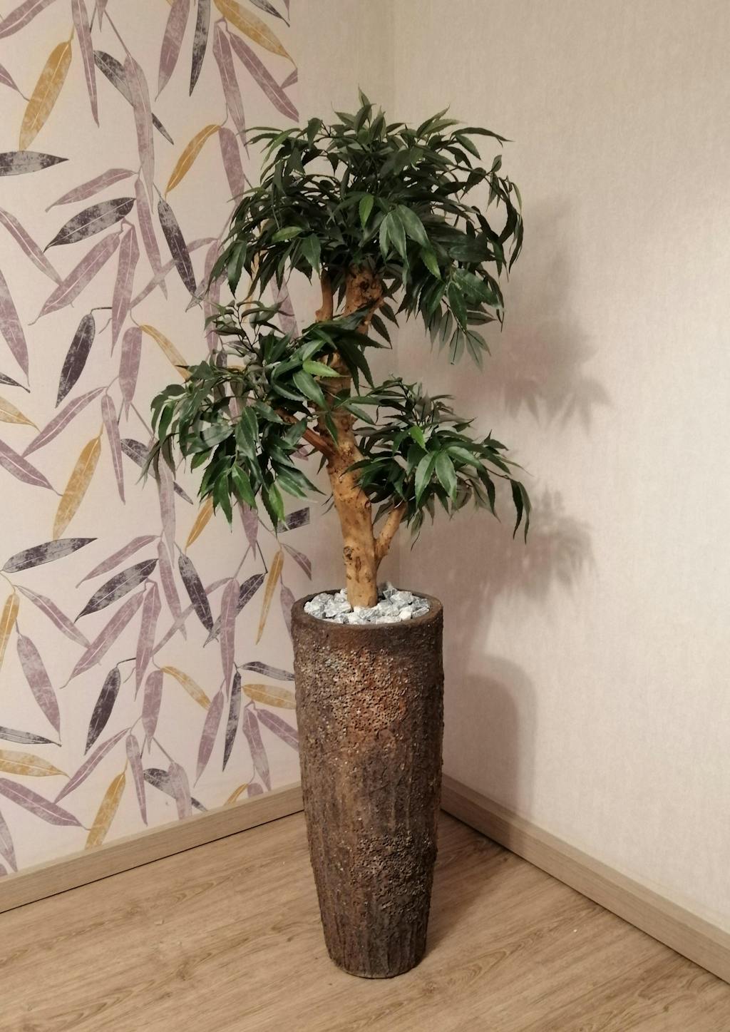 Dax Oyster Imperial Braun