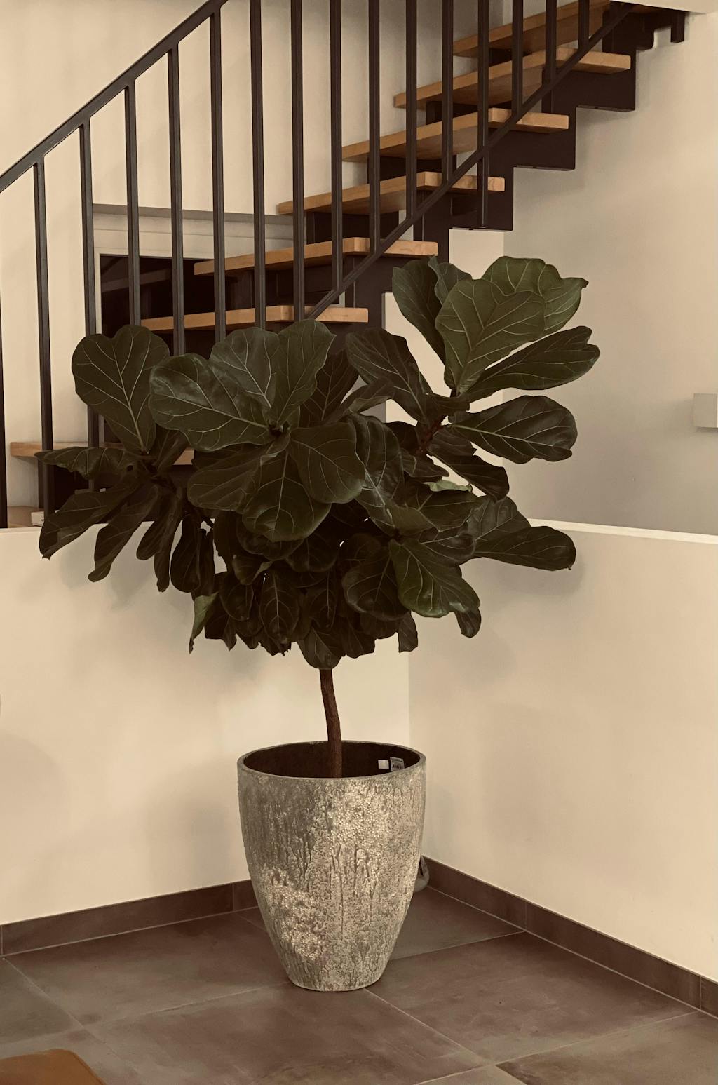 Bernd Oyster Imperial Weiß