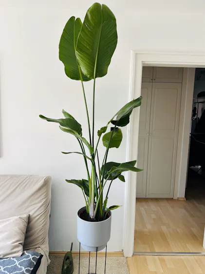 Strelitzia nicolai :27 H:140 cm - Pflanzen sicher zu dir nach Hause |  finestgreen  Finestgreen