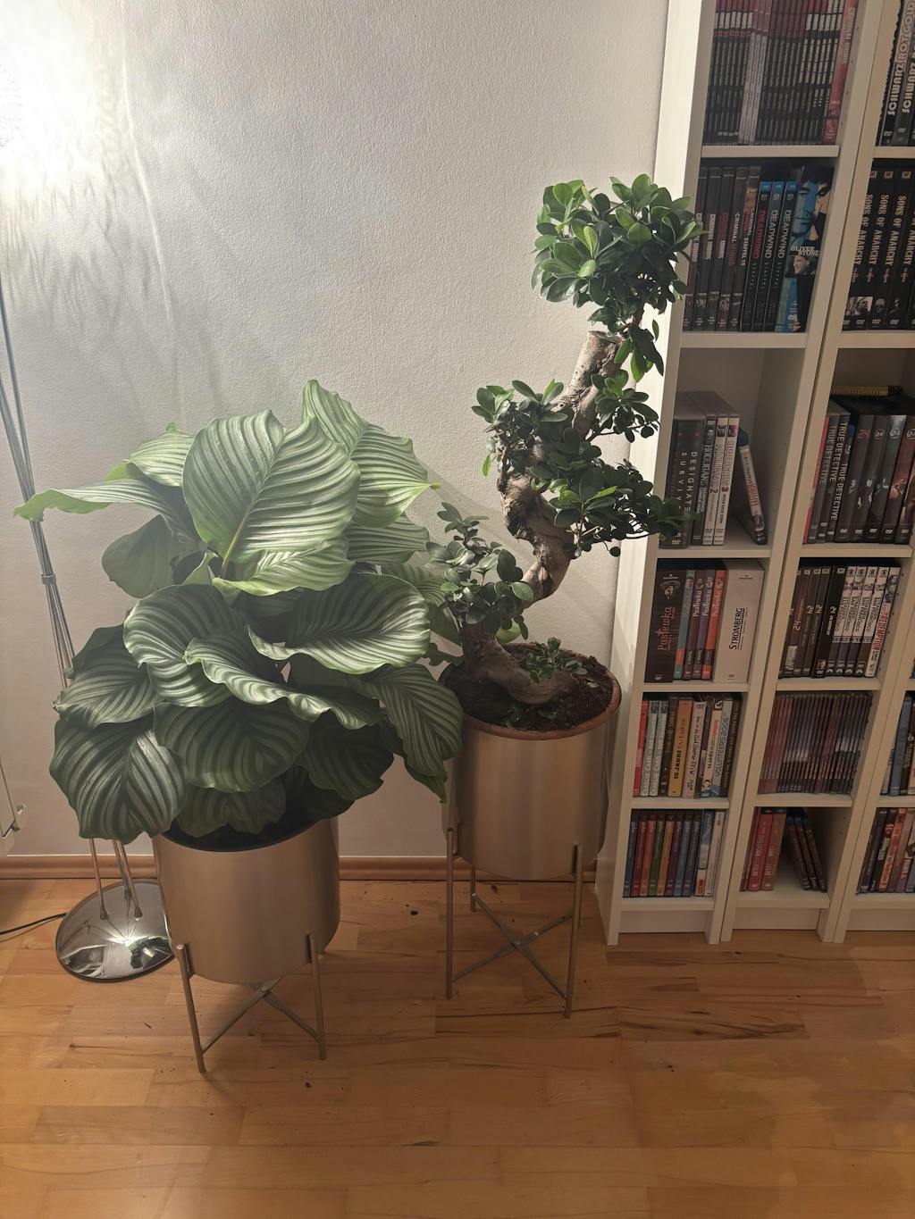 Calathea Orbifolia - Korbmarante Ø:27 H:70 cm