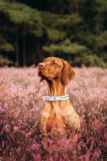 Vollgeflochten Halsband