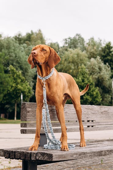 Vollgeflochten Führleine