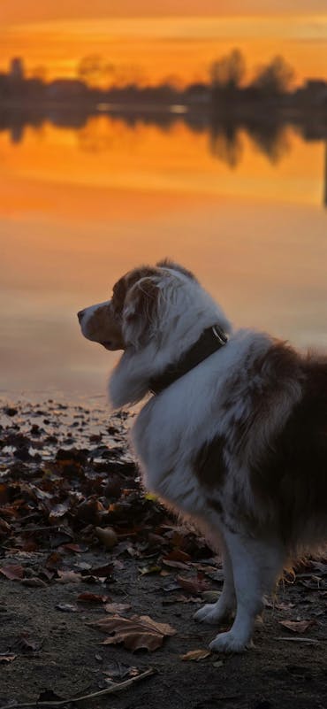 Flechtkunst Halsband