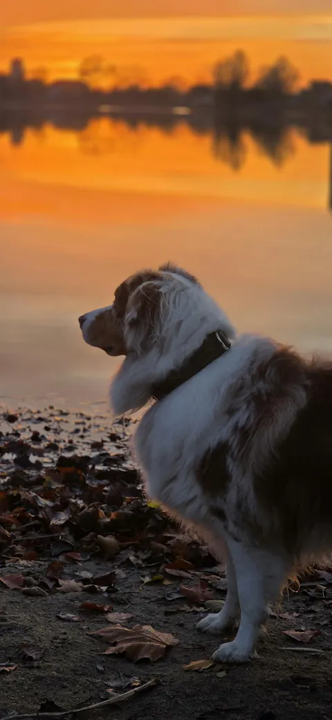 Flechtkunst Halsband