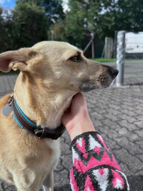 Soft Komfort Halsband