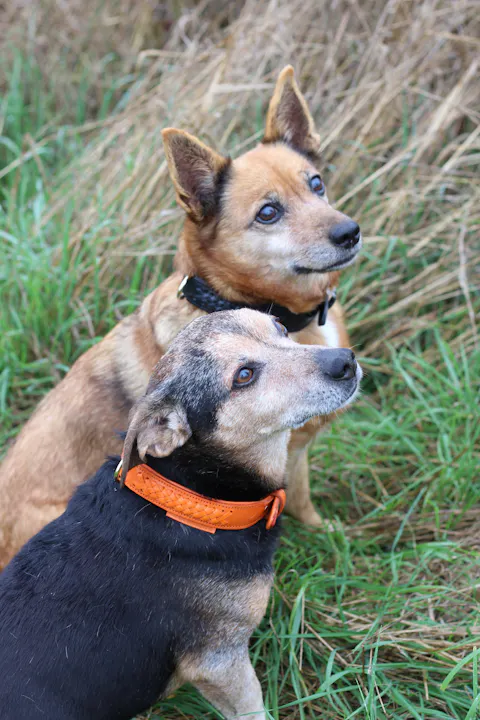 Flechtkunst Halsband