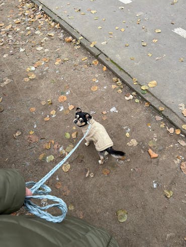 Vollgeflochten Führleine