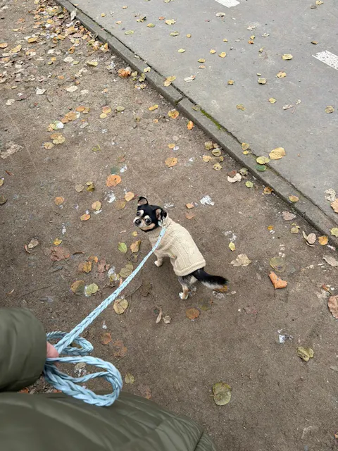 Vollgeflochten Führleine