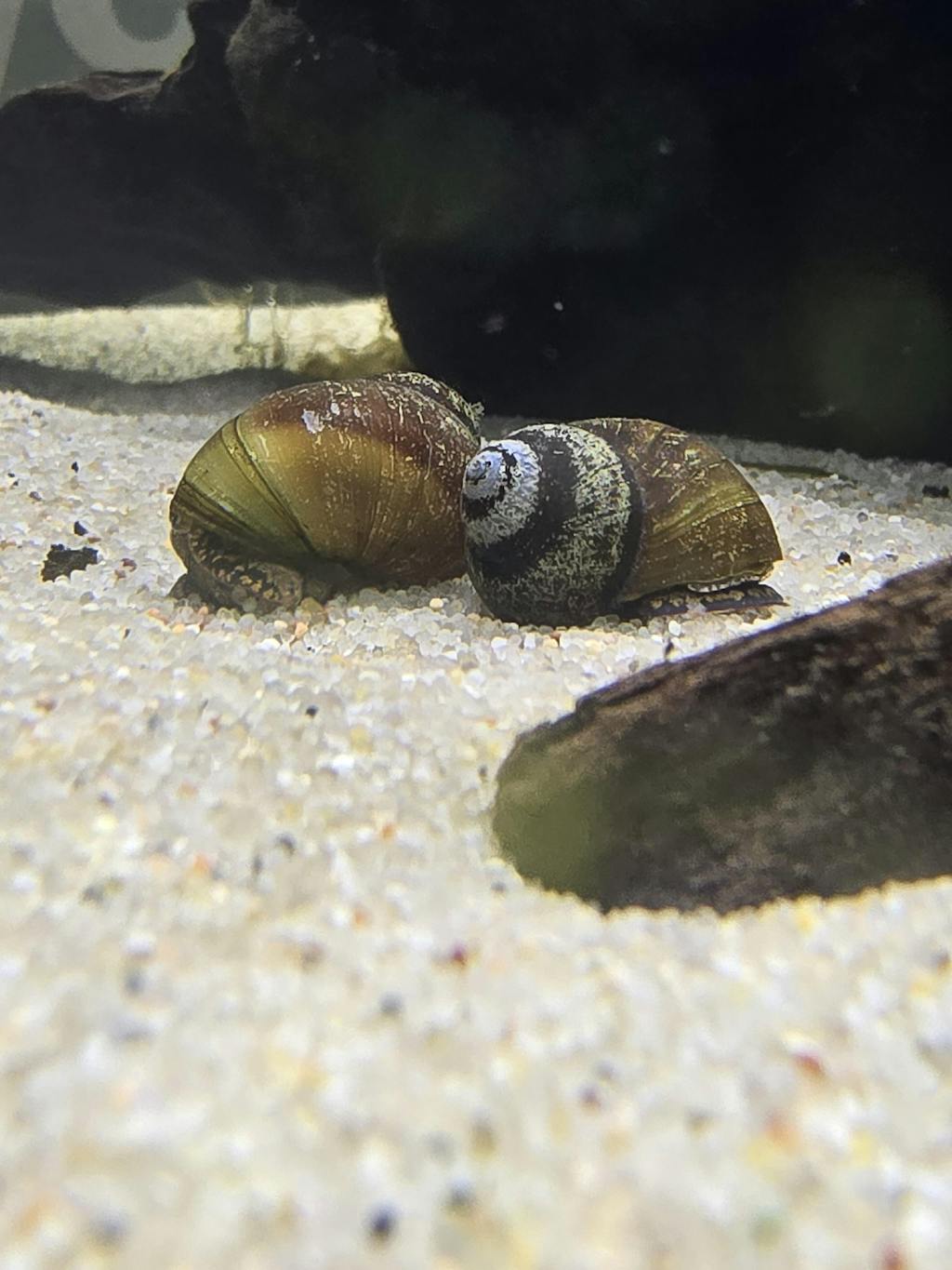 [pre-order] Blueberry Snail Breeding Pair – Fish Portals