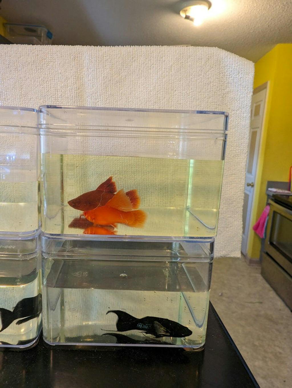 Customer Review Buy Live Ornamental Fish For Your Aquarium