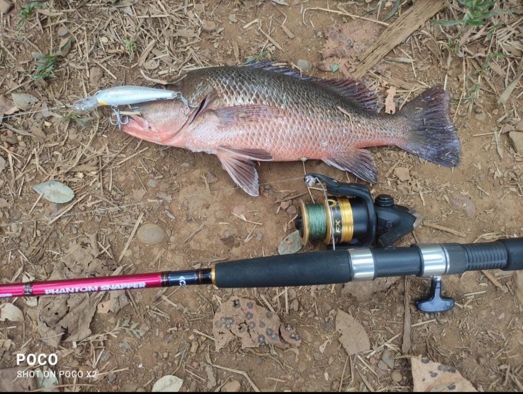 Daiwa Phantom Snapper Spinning Rod | 8 Ft - MH | 9 Ft - MH | 10 Ft