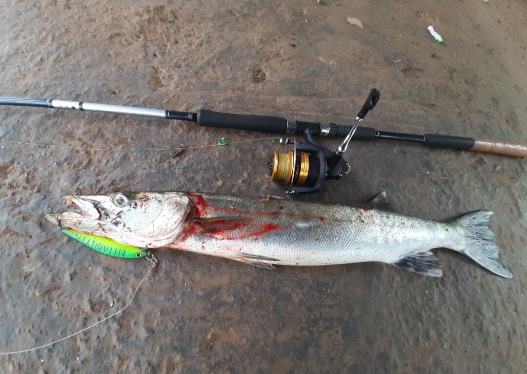 Daiwa Phantom Catfish Spinning Rod | 7 Ft - MH | 8 Ft - MH | 9 Ft - MH