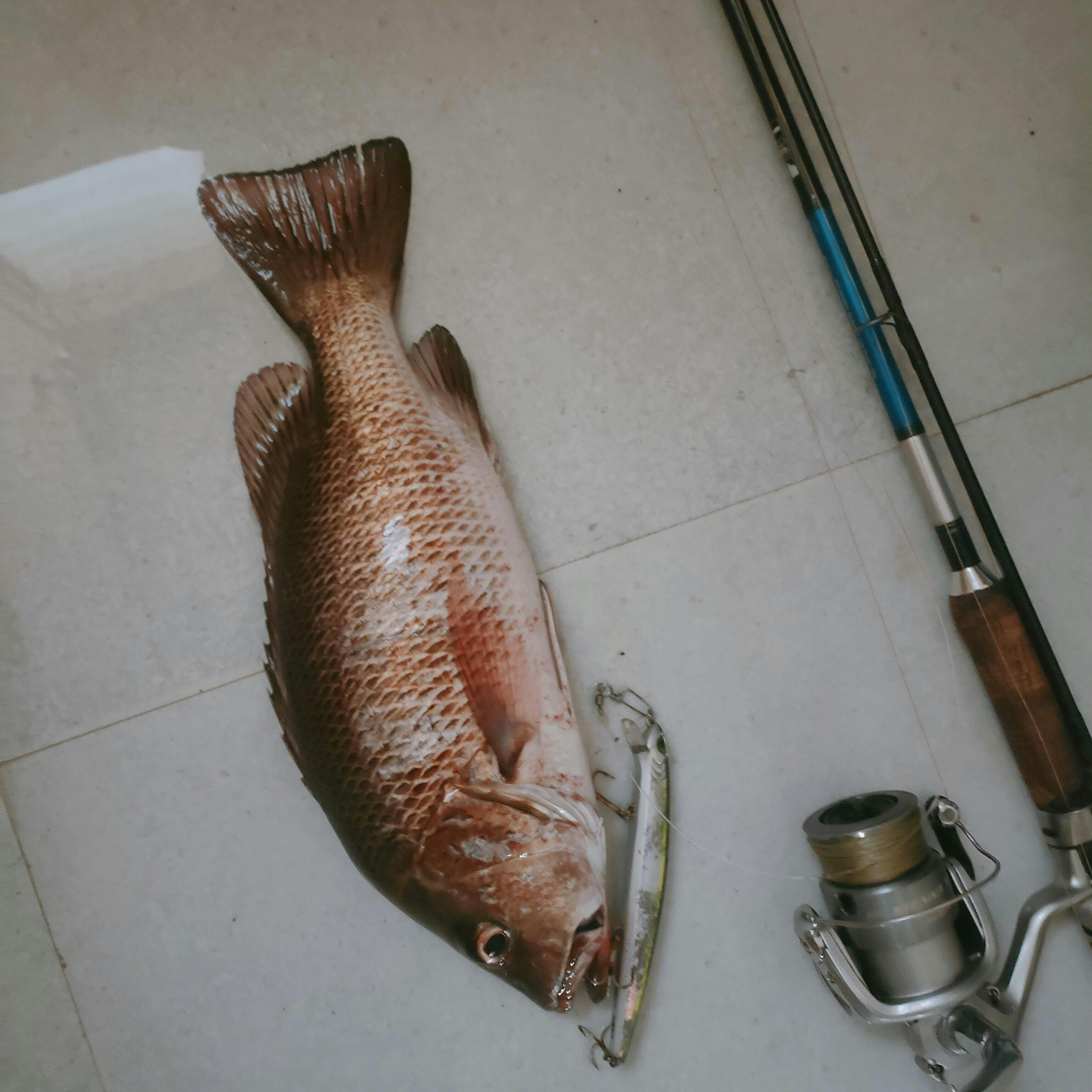 Buy Lipless Fishing Lures Online in India - Fishermanshub