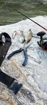 Buy Okuma Split Ring Plier - Fishermanshub