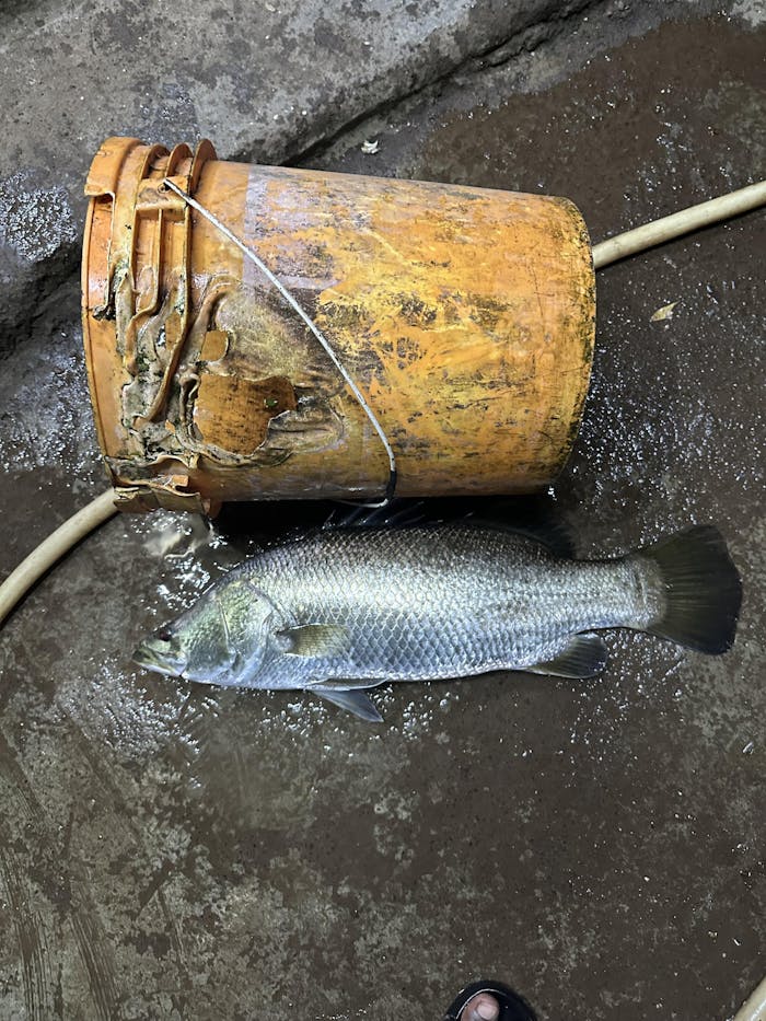 Sufix Super Soft Monofilament Line |100Mt / 110Yd | Clear | Green | 5 Connected Spools |