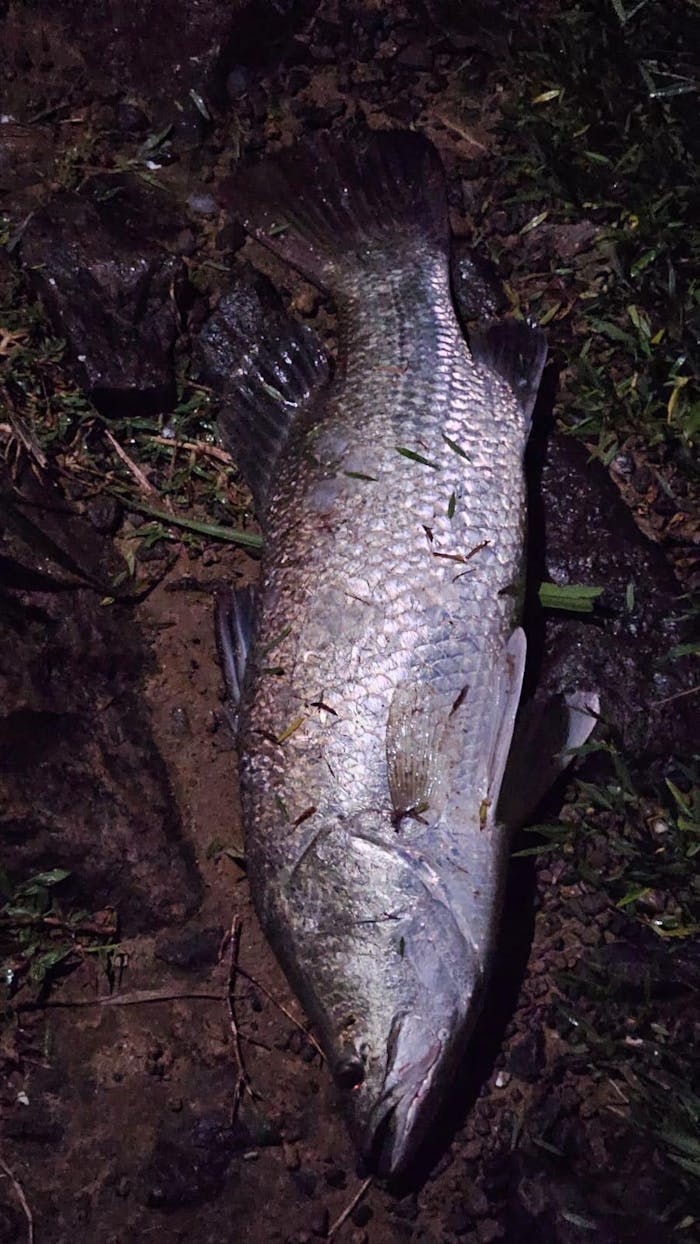 Lucana Live Chemmeen Soft Plastic Shrimp Lure With Jighead | 10 Cm , 13 Gm , 17 Gm , 21 Gm |