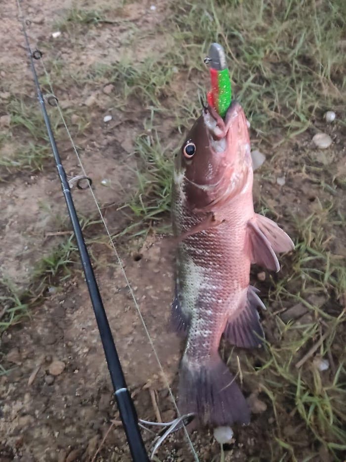 Indra Softpara Paddle Tail Soft Plastic Lures | 4 Inch