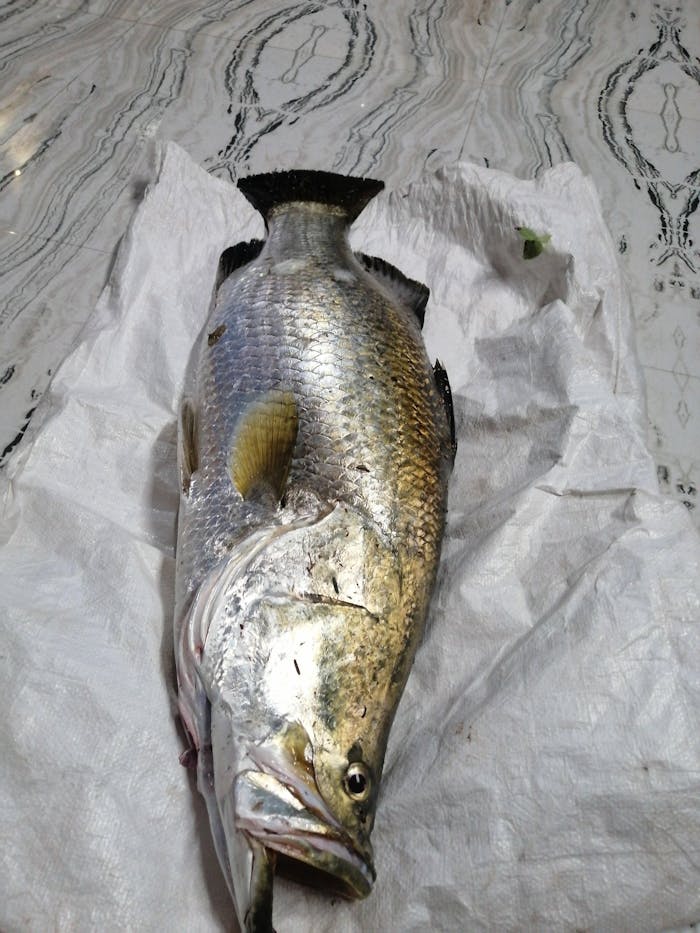 Storm Seabass Thunder Minnow Topwater Hard Lure | Suspending | 14 Cm | 24 Gm |