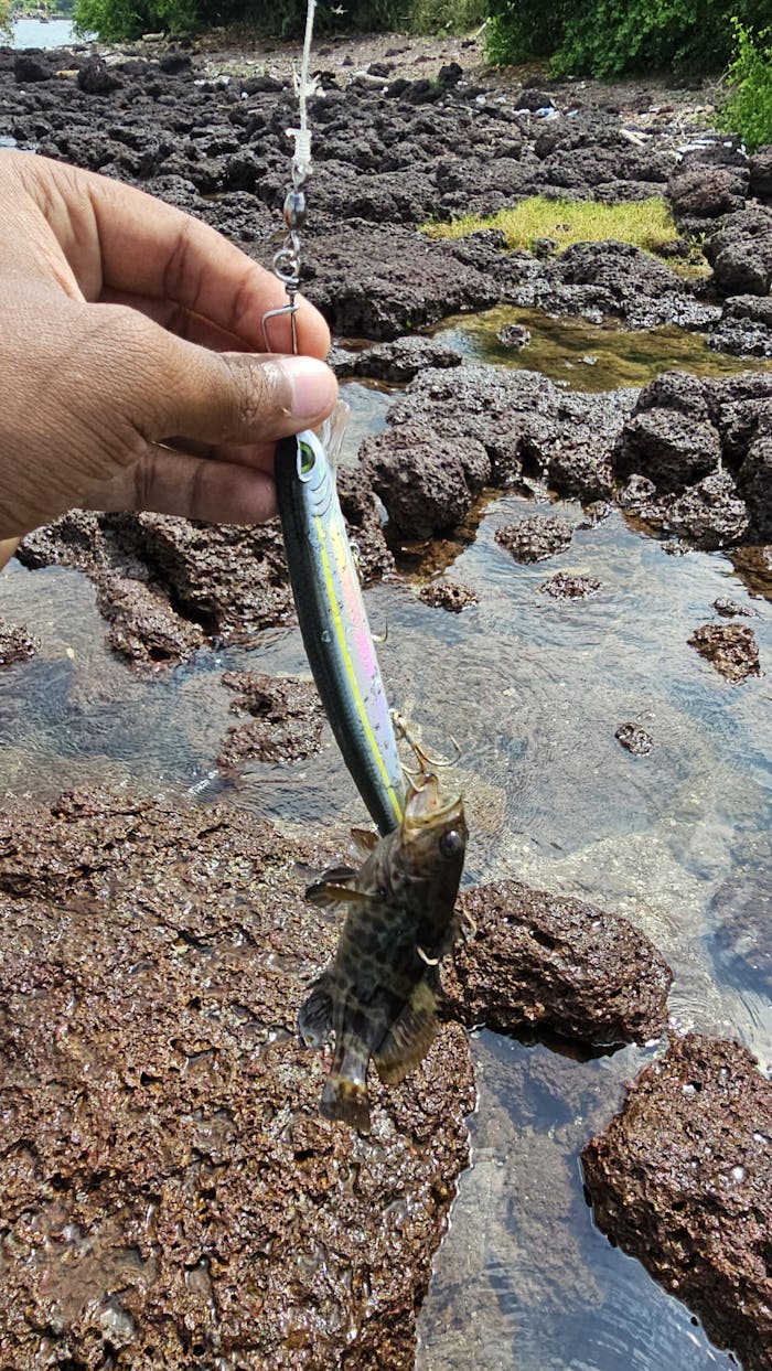 Storm Seabass Thunder Minnow Topwater Hard Lure | Suspending | 14 Cm | 24 Gm |