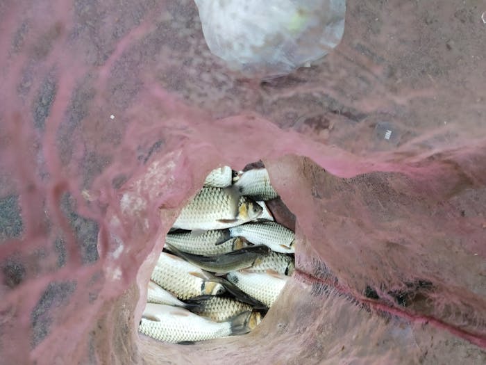 Searock Crank Bait Fishing Hard Lure | Floating | 5 Cm | 3.9 Gm |