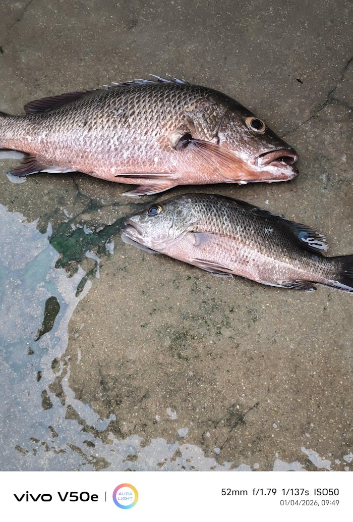 Lucana Pike 62 Floating Minnow | 6.2 Cm | 7 Gm | Floating