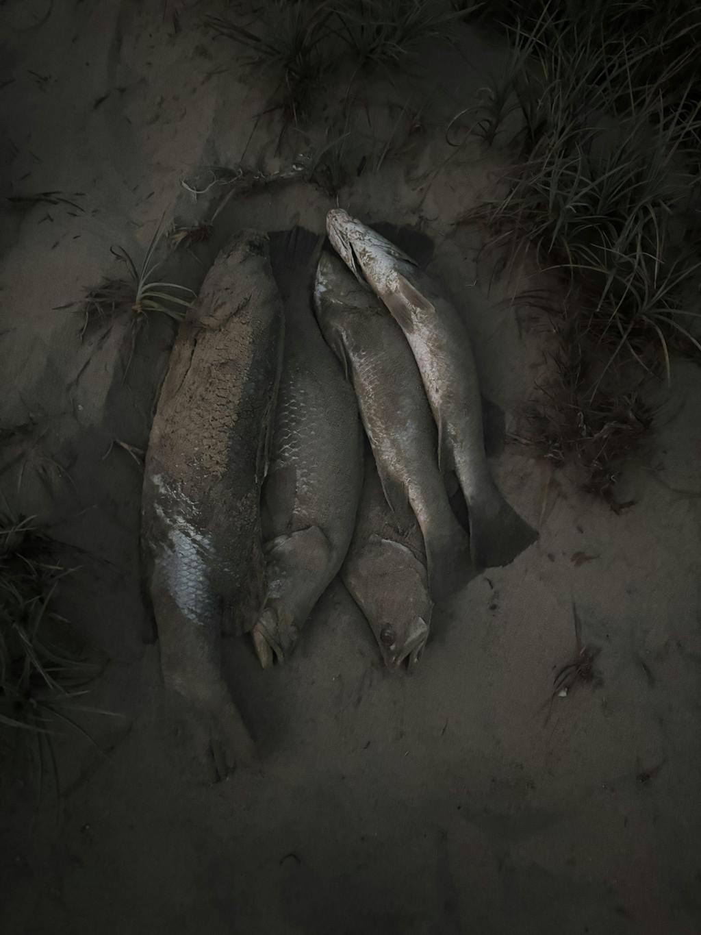 Birage Telescopic Landing Net | Small | Large |