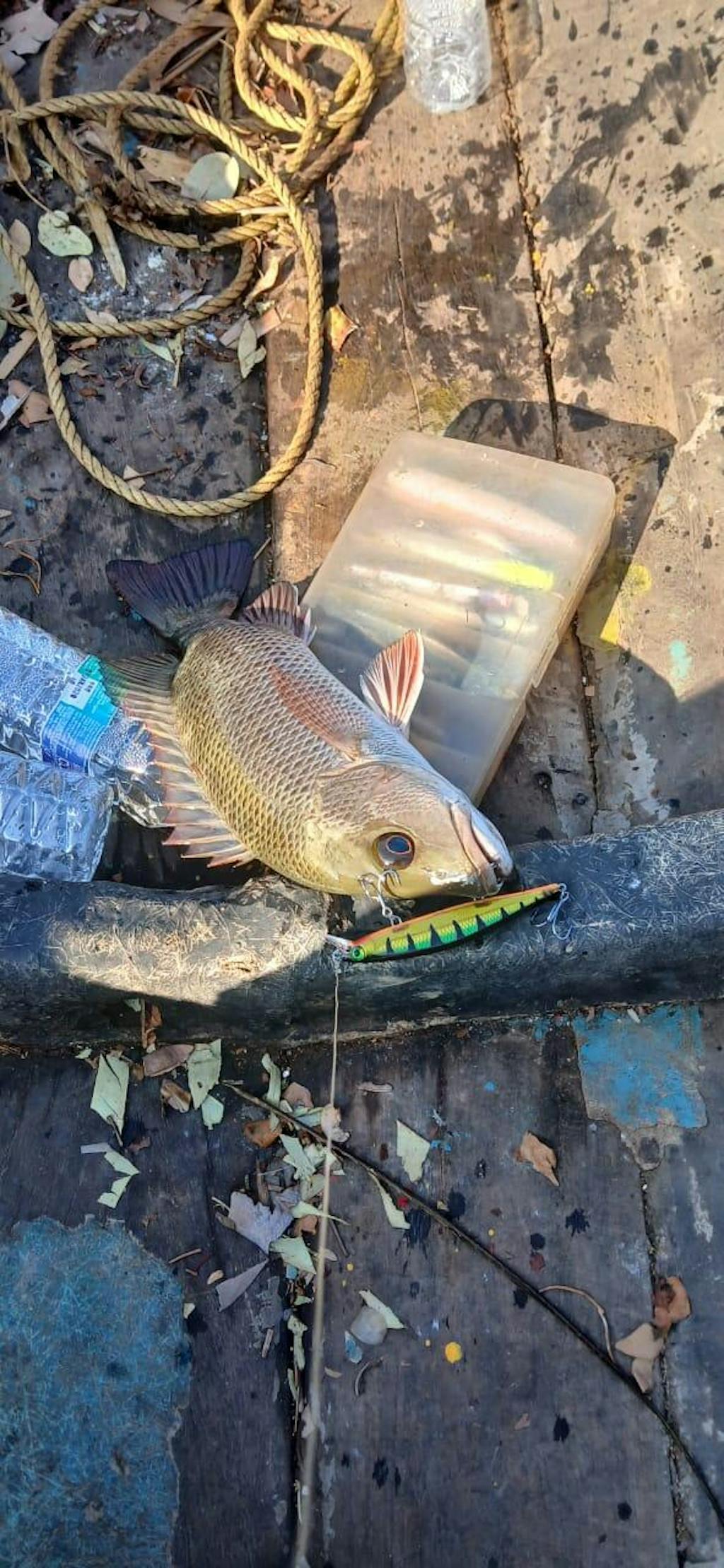 Rapala Shadow Rap Jerkbait Hard Lure | Slow Sinking |  11 Cm | 13 Gm |