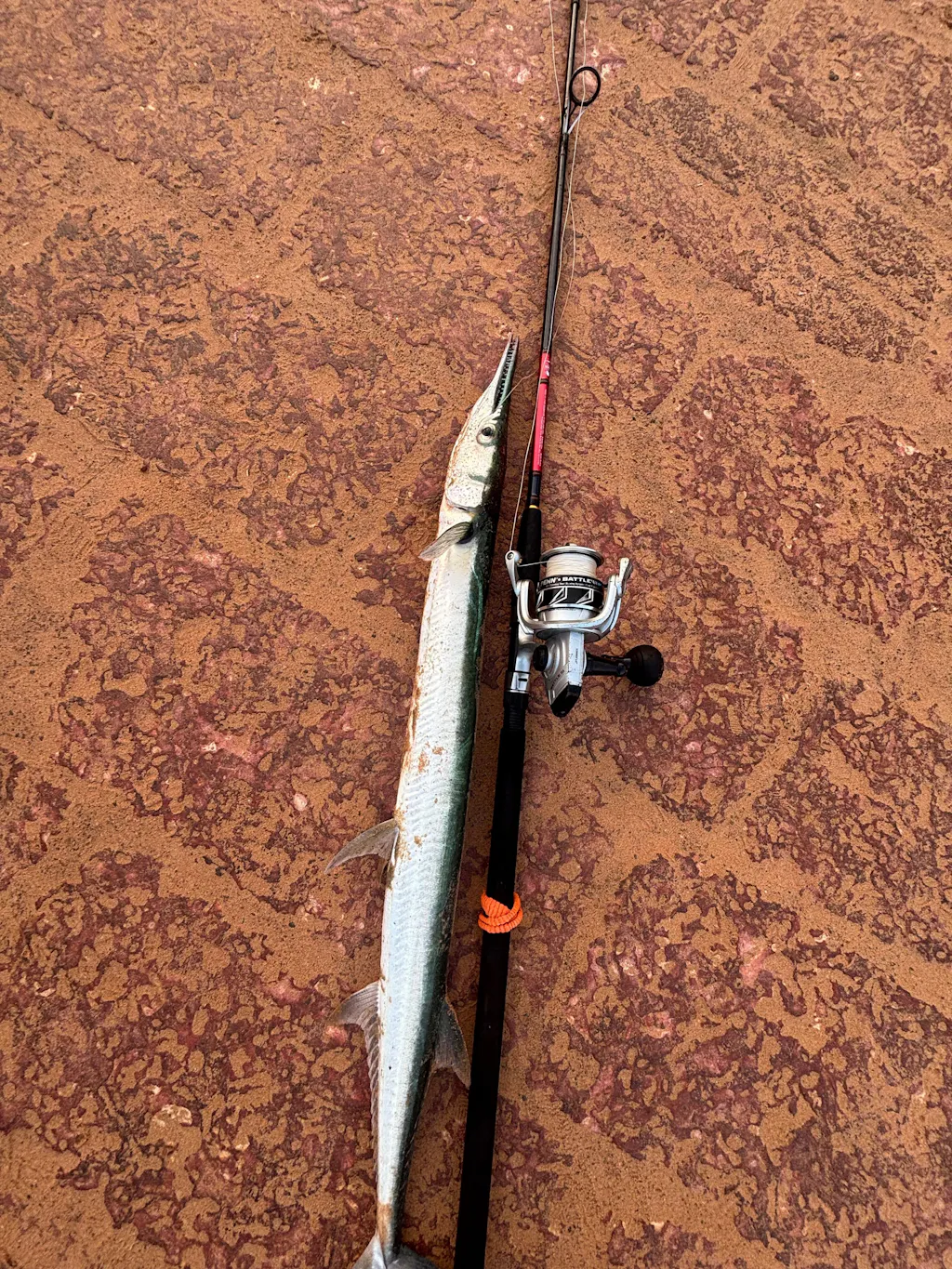 Daiwa Phantom Snapper Spinning Rod | 8 Ft - MH | 9 Ft - MH | 10 Ft - MH |