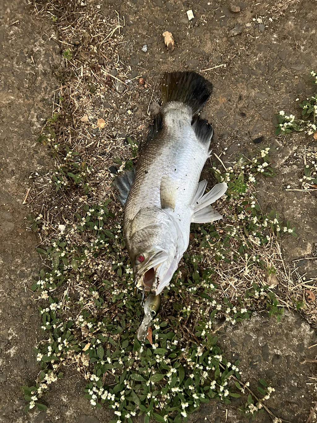 Storm Smash Shad Deep Diving Hard Lure | 7 Cm | 11 Gm | Floating