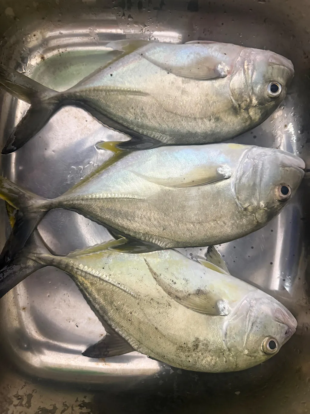 Lucana Predator Jig | 20 Gm | 5.8 Cm