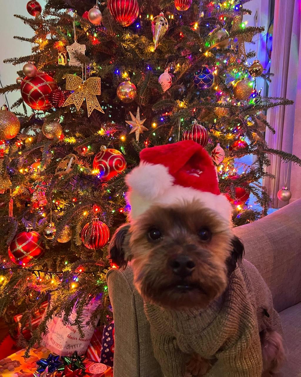 Turtleneck Knitted Dog Sweater - Fitwarm