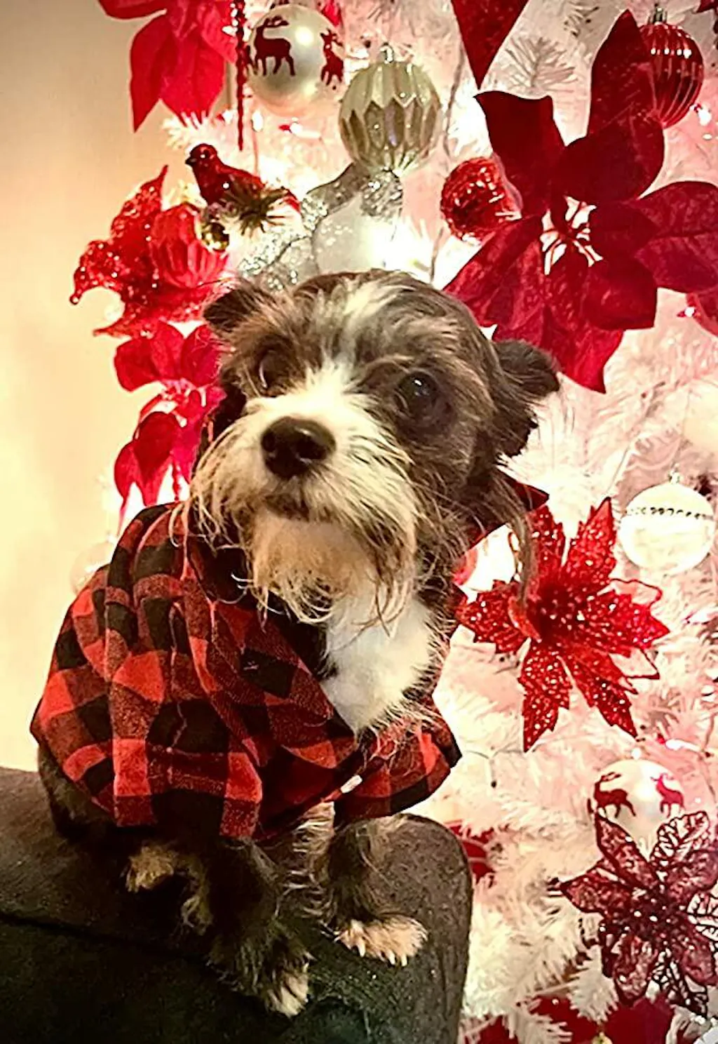 Family Matching Flannel Shirts for Dogs – FlannelGo