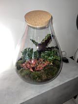 Terrarium DIY Kit - Drop XXL Red - Bottle Garden - ↑ 43 cm – urbanjngl