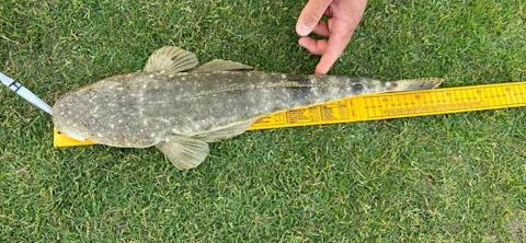 FTP BLAZE PADDLE TAIL SOFT PLASTIC - REAPER