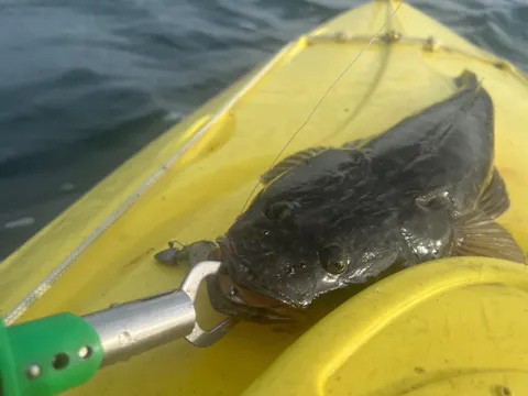 FTP DOMINATOR FLATTY - SANDY GLOW - The Ultimate Flathead Soft Plastic